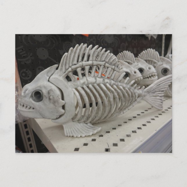 Carte Postale Squelette de poisson (Devant)