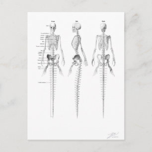 Carte postale squelette de sirène