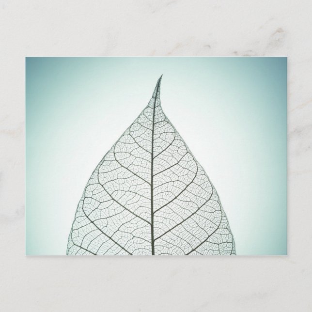 Carte Postale Squelette Feuille verte (Devant)