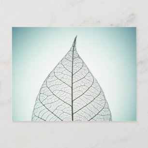 Carte Postale Squelette Feuille verte