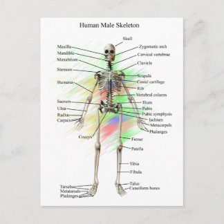 Carte Postale Squelette homme