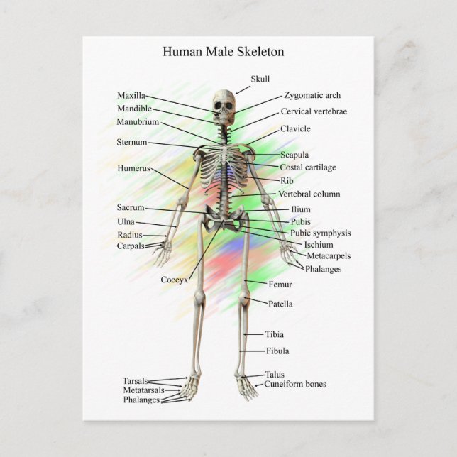 Carte Postale Squelette homme (Devant)