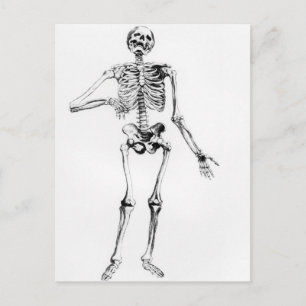 Carte Postale Squelette humain