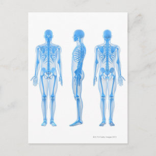 Carte Postale Squelette mâle
