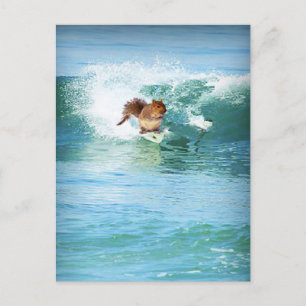 Carte Postale Squirl Surfer