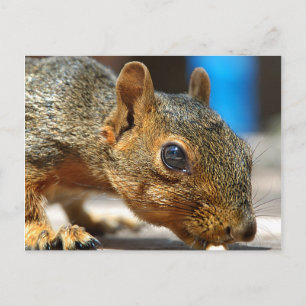 Carte Postale Squirrel Closeuse Manger