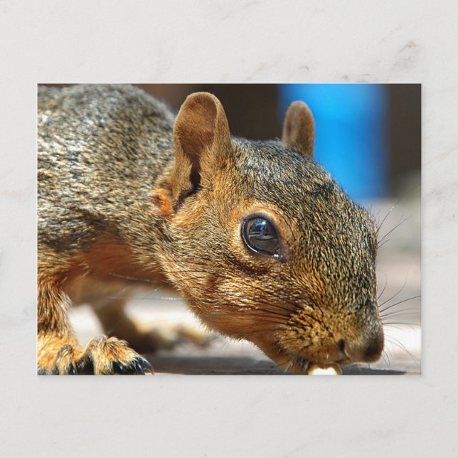 Carte Postale Squirrel Closeuse Manger (Devant)