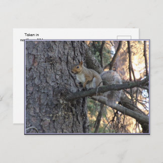 Carte Postale Squirrel in Tree Postcard