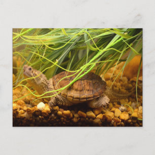 Carte Postale Sraring Turtle
