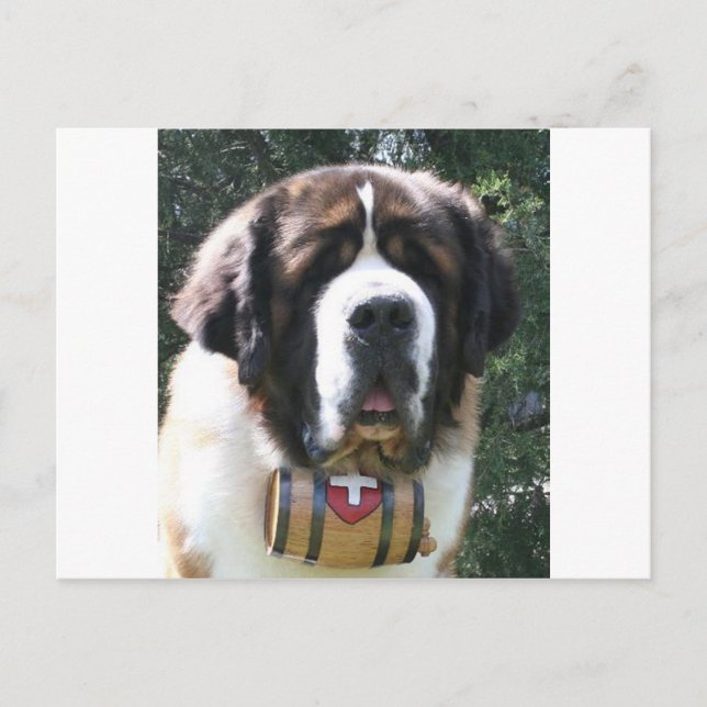 Carte Postale St-bernard (Devant)