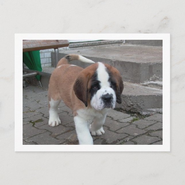 Carte Postale st bernard pup.png (Devant)