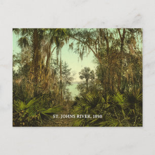 Carte Postale St. Johns River Floride 1898 Photo