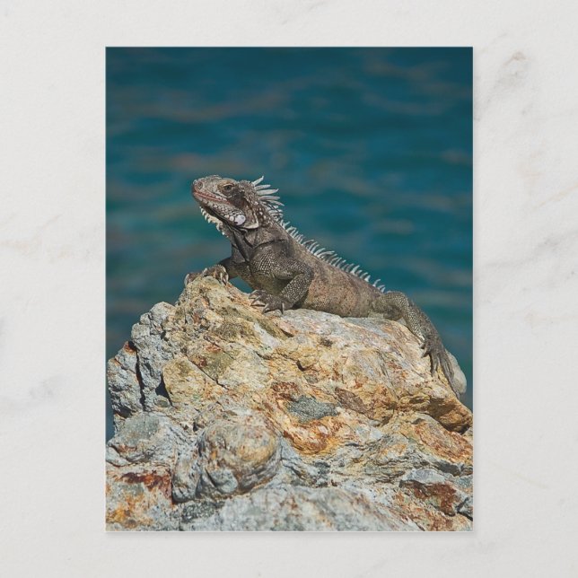 Carte Postale St. Thomas, Iguana (Devant)