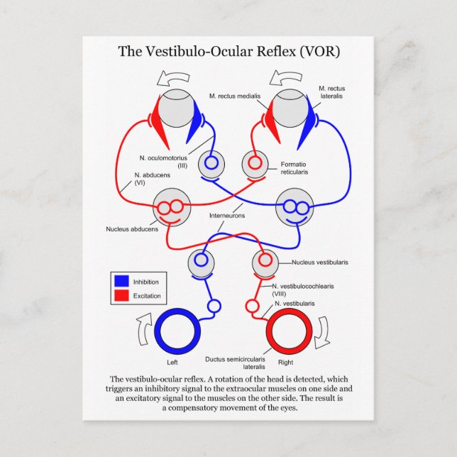 Carte Postale Stabilisation du mouvement oculaire Vestibulo Ocul (Devant)