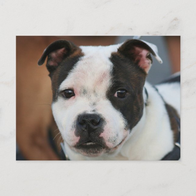 Carte postale Staffordshire Bull Terrier (Devant)