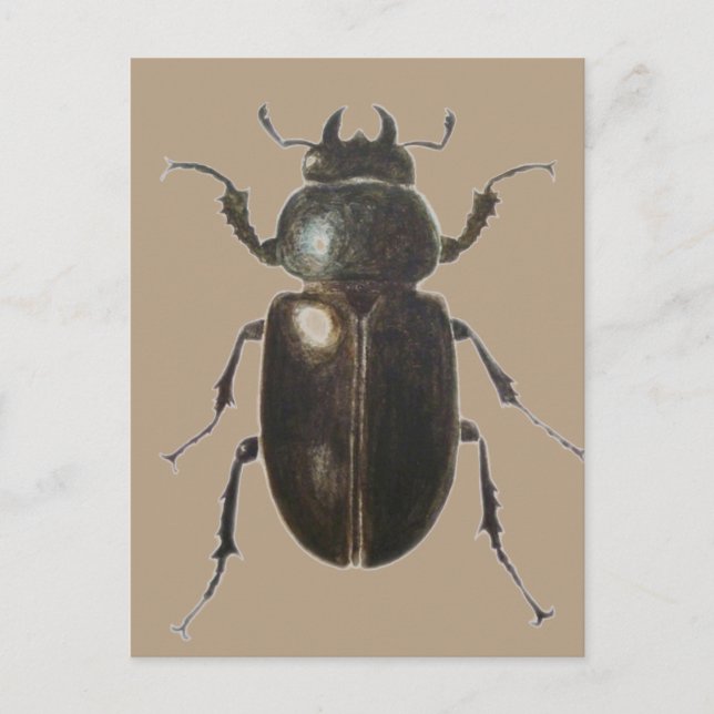 Carte Postale Stag Beetle 2011 (Devant)
