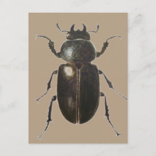 Carte Postale Stag Beetle 2011