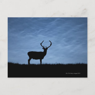 Carte Postale Stag de cerfs rouges silhouetté la nuit