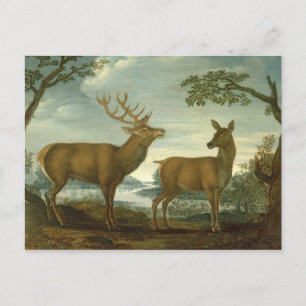 Carte Postale Stag et se tenir dans un paysage boisé