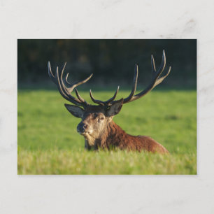 Carte Postale Stag Reposé Dans L'Herbe Verte