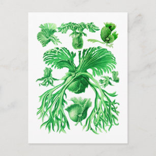 Carte Postale Staghorn Fern