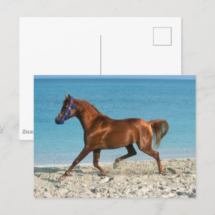 Carte Postale Staline arabe châtaignier courir sur la plage