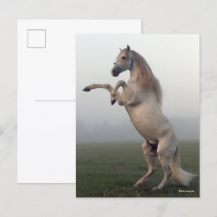 Carte Postale Staline Lusitano Gris S'Élevant En Mist