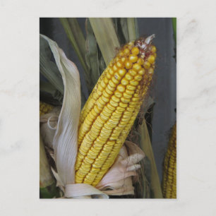 Carte Postale Stalk de maïs séché
