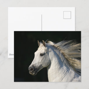 Carte Postale Stallion andalou Casquette Mane Flow