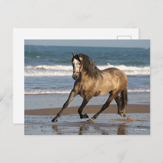Carte Postale Stallion Andalou Gris Dappé Sur La Plage (Devant / Derrière)
