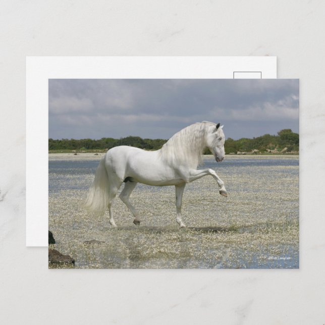 Carte Postale Stallion Andalou Gris Se Trouvant Dans Le Lac (Devant / Derrière)