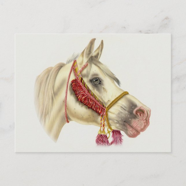 Carte Postale Stallion arabe (Devant)