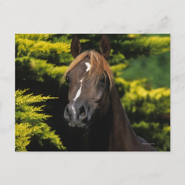 Carte Postale Stallion arabe (Devant)