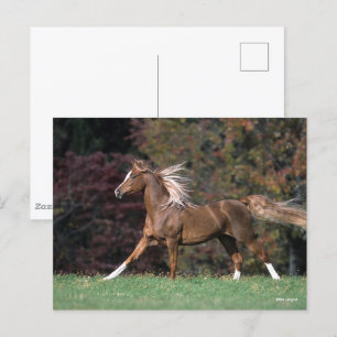 Carte Postale Stallion Arabe Courant Fluant Mane Et Queue