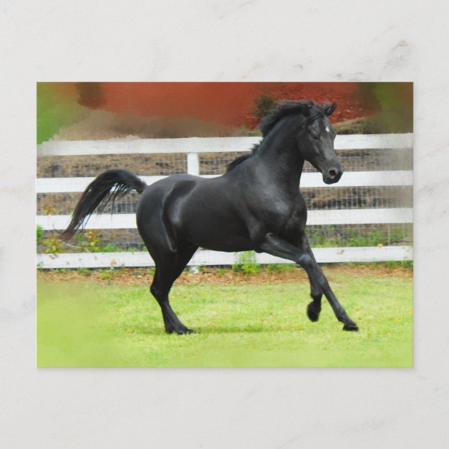 Carte Postale Stallion d'Arabie Noire (Devant)