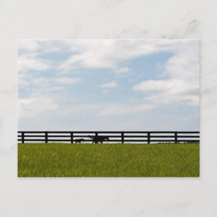 Carte Postale Stallion Farm