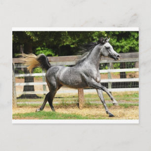 Carte Postale Stallion gris arabe