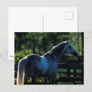 Carte Postale Stallion Hanoverian gris pomme debout
