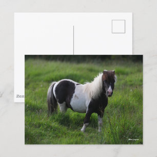Carte Postale Stallion Pony Shetland Se Trouvant Dans L'Herbe