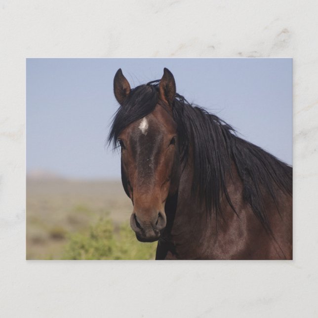 Carte postale Stallion pour laver le sable (Devant)