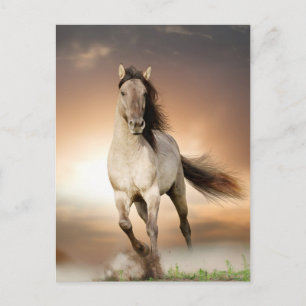 Carte Postale Stallion Sauvage Courant Au Coucher Du Soleil