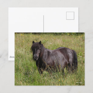 Carte Postale Stallion Shetland Noir debout Dans L'Herbe