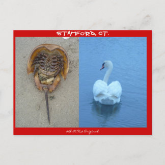 Carte Postale Stamford, CT