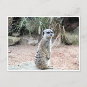Carte Postale stand de meerkat