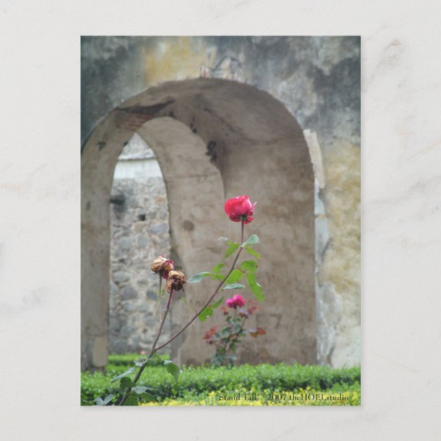 Carte postale Stand Tall (Devant)