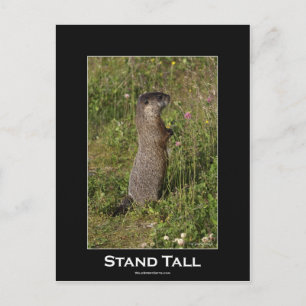 Carte postale Stand Tall Marmot