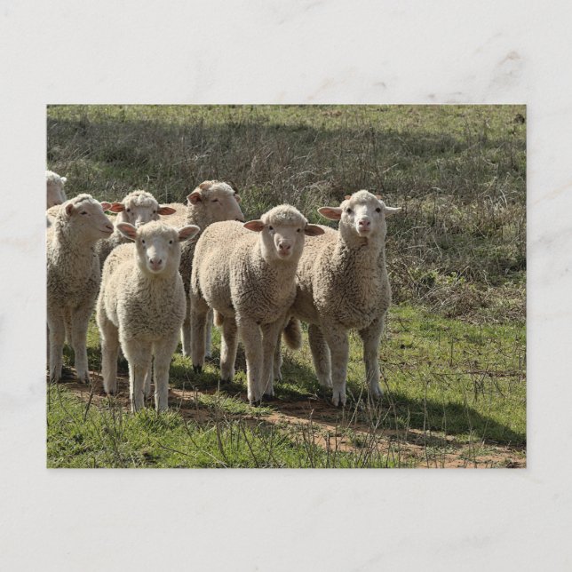 Carte postale standard (Devant)