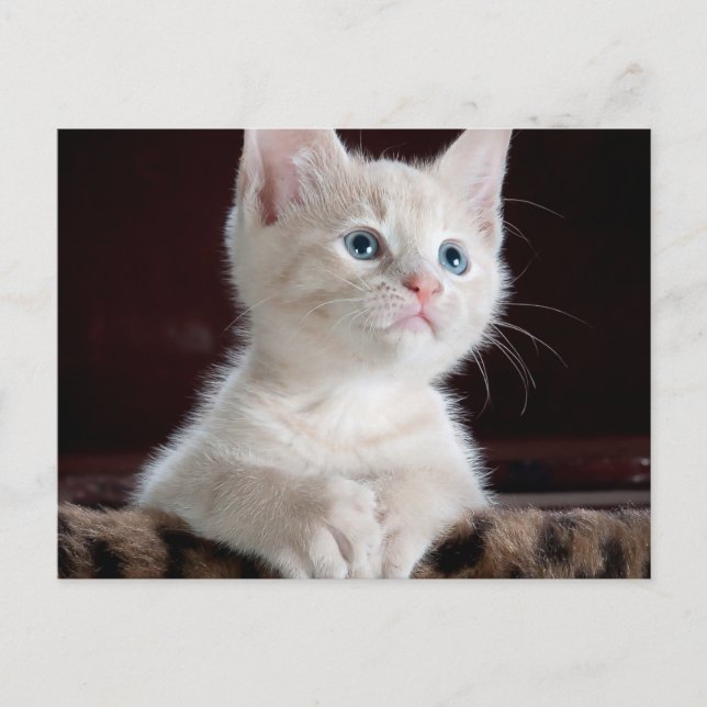 Carte postale standard (Devant)