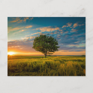 Carte postale standard