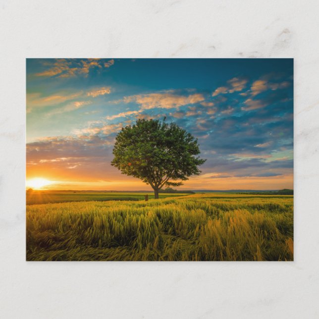 Carte postale standard (Devant)